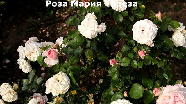 РОЗЫ от ТАНТАУ - утонченность, романтичность, красота и устойчивость к непогоде! смотреть онлайн