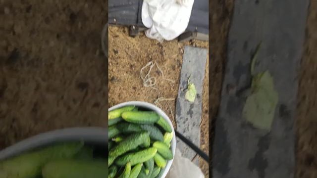 Клубника и огурцы в сентябре.Грядки для чеснока . смотреть онлайн