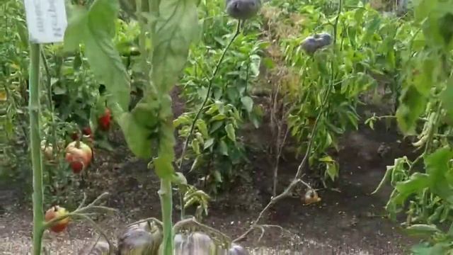 №21 "Истребитель повстанцев Прайм". Сорта помидоров. Выращивание помидоров. Огород. Сад. Томаты. смотреть онлайн