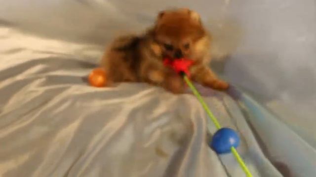 Померанский шпиц для продажи. Мальчик. смотреть онлайн