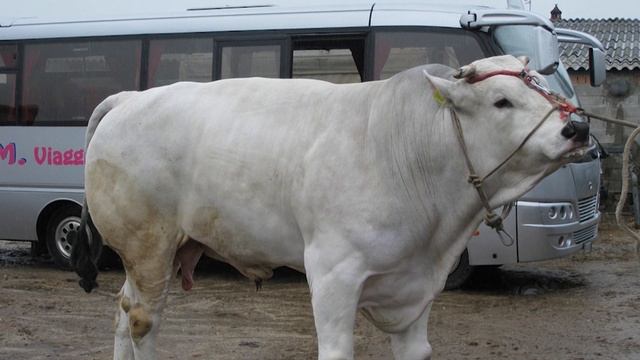 Chianina Beef Cattle | World’s Largest Domesticated Cattle Breed смотреть онлайн