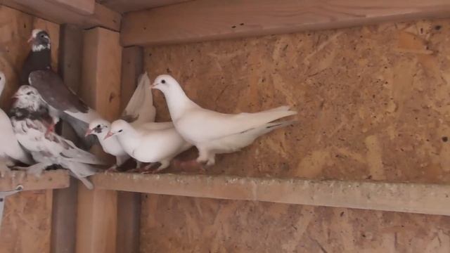 Опять поймал Чужака.. Чей? Что за порода? смотреть онлайн