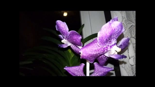 Из утёнка в лебедя. смотреть онлайн