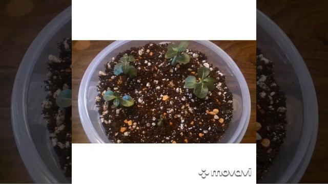 Давайте вместе займёмся пересадкой? Сеянцы Адениума/Арабы #адениумизсемян #арабикум #суккуленты смотреть онлайн