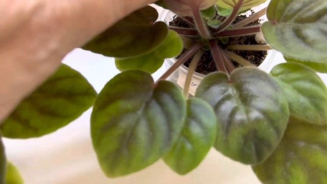 Фиалки, предложение деток и стартеров смотреть онлайн