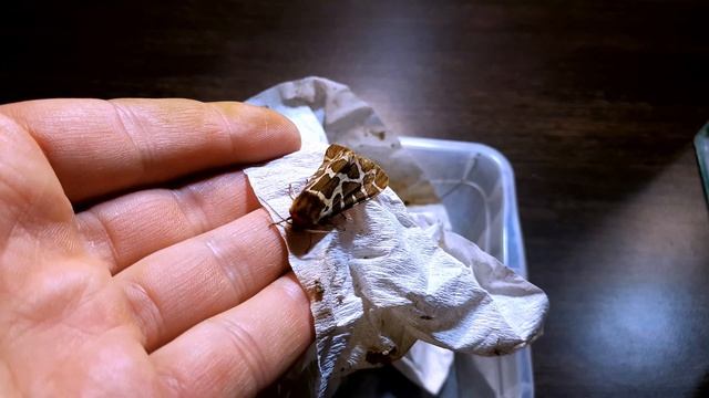 ФЕРМА БАБОЧЕК. ФАКТОР УСПЕХА смотреть онлайн