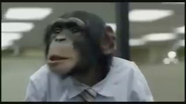 Monkeys run the office смотреть онлайн