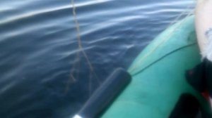 ловим рака и креветку  на Десногорском водохранилище