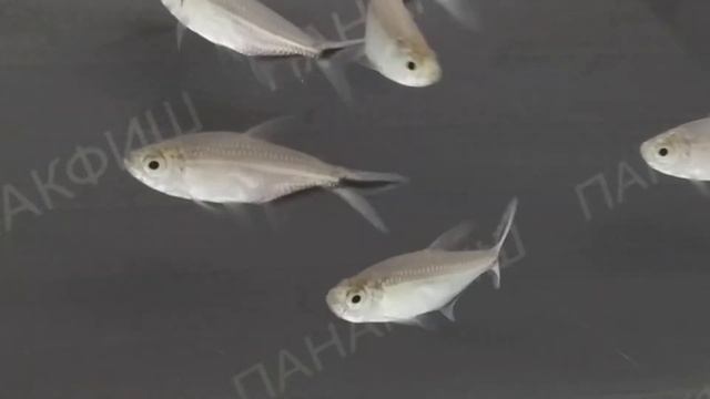 Тетра коста смотреть онлайн