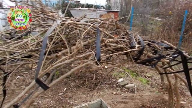 Укрытие инжира и гранатов на зиму по-новому. Старые ветви срезаны, молодые - легко укрываются смотреть онлайн