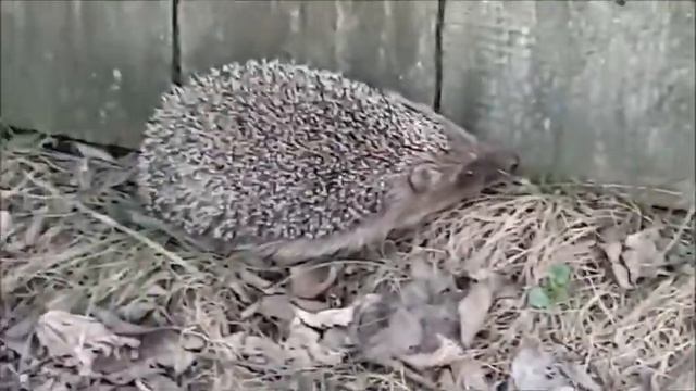 Ежик весной на даче смотреть онлайн