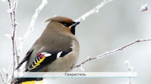 В гости к зиме