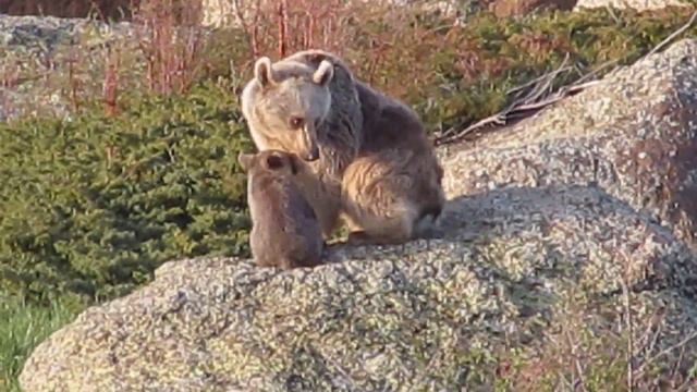 Brown Bears: Ոնց որ թե մեզ հետևում են//It seems someone follows us смотреть онлайн