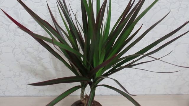 Драцена как ухаживать после покупки  #комнатныерастения#драцена#ютуб