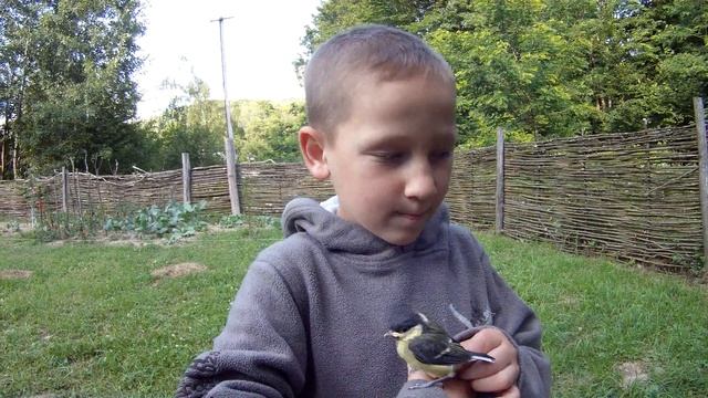 Синичка смотреть онлайн