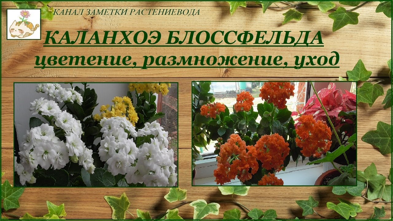 Каланхоэ Блоссфельда (Каландива, Розалина) - цветение, уход, размножение - моя коллекция смотреть онлайн