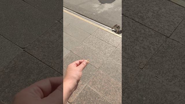 воробушек смотреть онлайн