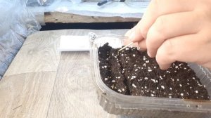 КАЛЬЦЕОЛЯРИЯ ПОСЕВ СЕМЯН!