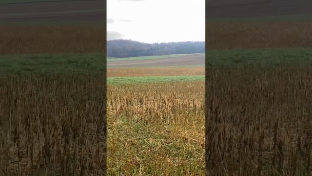 Село в Германии рядом Аугсбург и Ульм. Озеро Рот 🇩🇪 смотреть онлайн