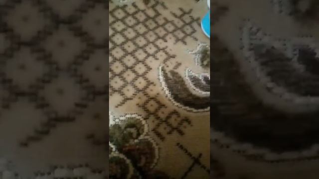 Как научить хаски команде сидеть смотреть онлайн