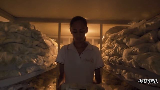 Visit to Nandoo's Mango Estate, Kernaham Village, Trinidad. #DomesticTourism смотреть онлайн