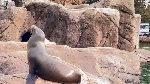 Zoo Bronx . New York. Говорящие Тюлени . talking seals. смотреть онлайн