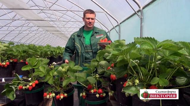 Лучшие сорта земляники от Садовой Фирмы "Виктория" смотреть онлайн