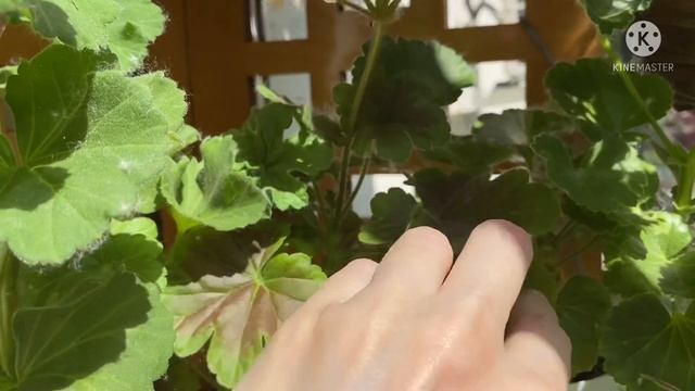 Первое цветение в этом году. Пеларгонии. смотреть онлайн