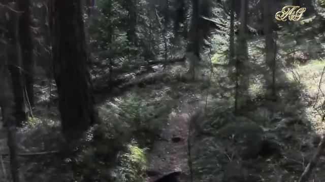 ?/СТРАННЫЙ СЛУЧАЙ на глухом таежном озере/ смотреть онлайн