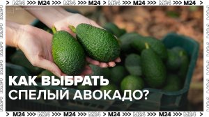 Секреты выбора авокадо — Москва 24 | Контент