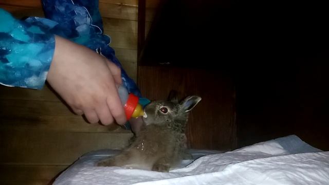 Зайчонок Ласка - кормление. смотреть онлайн