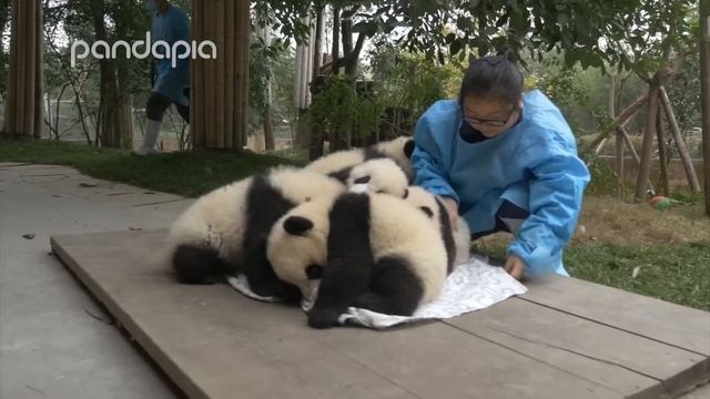 Pandas And Their Nanny