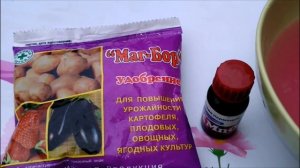 ПОЧЕМУ ЖЕЛТЕЮТ ЛИСТЬЯ У ЛИЛИИ?ПОДКОРМКА БОРОМ И МАГНИЕМ