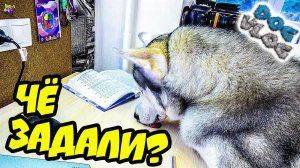 DOGVLOG: ХАСКИ УЧИТ УРОКИ. КЛИП ИЗ ВИДЕО ПОДПИСЧИКОВ. Говорящая собака