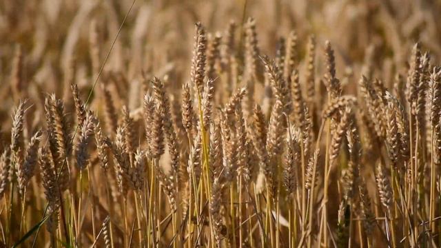 цветоводы любви