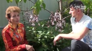 Многолетние садовые цветы  Ясенец или неопалимая купина