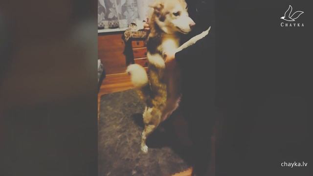 Журналисты "Чайки" и их домашние животные. Антистрессовое видео смотреть онлайн