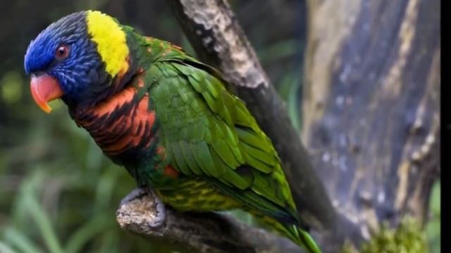 Топ 10 - самые красивые птицы на планете смотреть онлайн