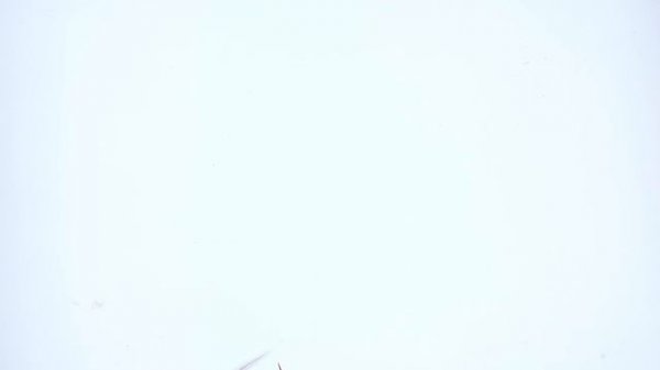 CATS TV  - MICE for cats to watch ?? Squeak & Birds sounds ? 4K [Cat Games]