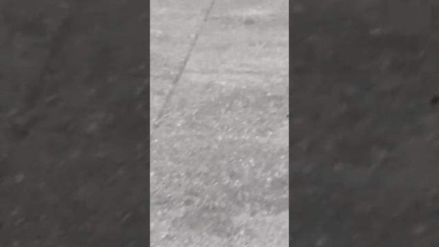 мир глазами кота смотреть онлайн