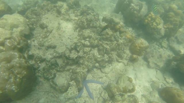 Остров Коралл смотреть онлайн