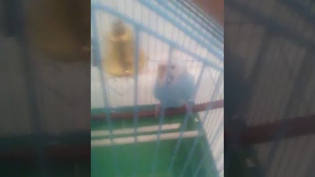 Как помыть не ручного попугая смотреть онлайн