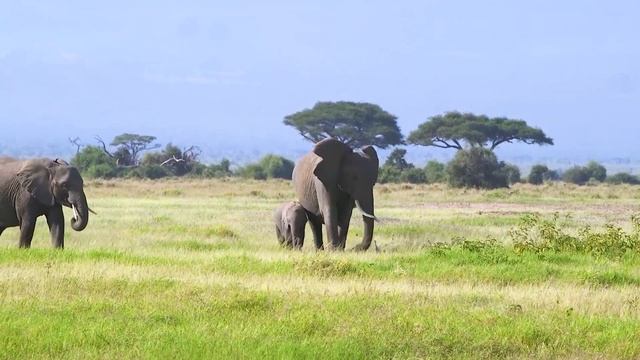 African Safari 4K - Scenic Wildlife Film With Calm Music | Stress Relief Music With African Animals