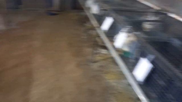 Белый Панон. смотреть онлайн