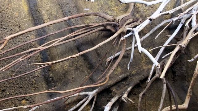 Suriname Toad (Pipa Pipa) Breeding Tank Setup