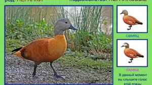 Огарь. Красная утка. Голоса птиц