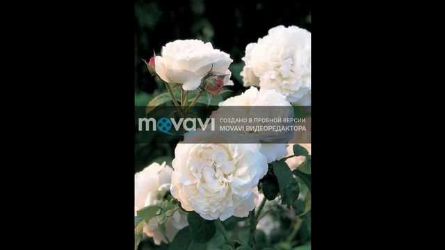 Giuseppe Verdi - Джузеппе Верди -Скрипка