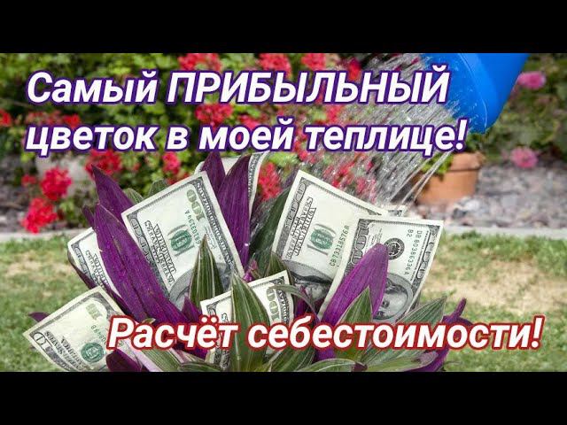 Самый выгодный цветок в моей теплице! Себестоимость и прибыль! смотреть онлайн