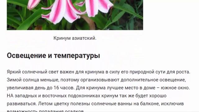 Кринум. Красивые растения для дома и сада. смотреть онлайн