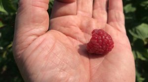 Малина Маравилла (Driscoll Maravilla) - малиновая легенда.